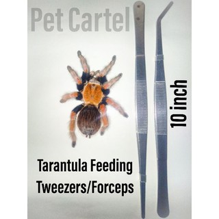 Tarantula Feeding Tweezers (Forceps/Tongs) 10inch Stainless Steel