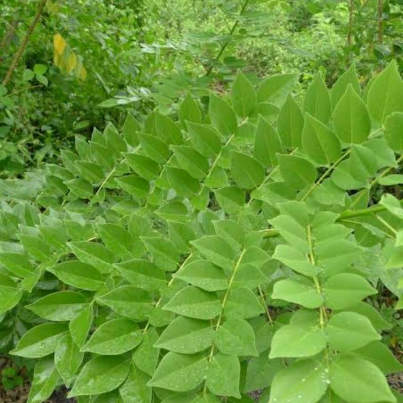 Kakawate/Madre De Cacao Cuttings and Leaves (COD) Shopee Philippines