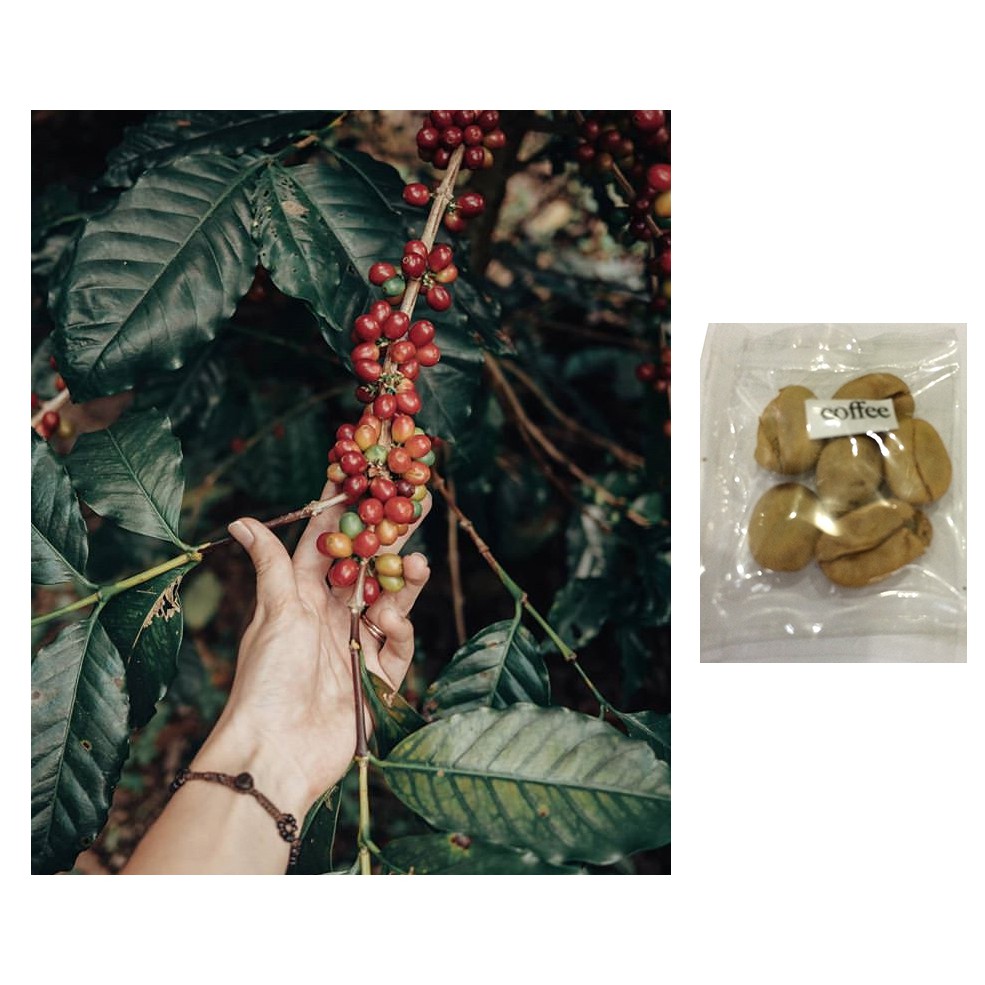 Arabica Coffee Bean Tree Seeds Shopee Philippines