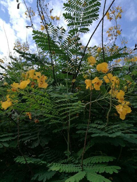 Flame Tree/Fire Tree or Yellow Caballero Tree | Shopee Philippines