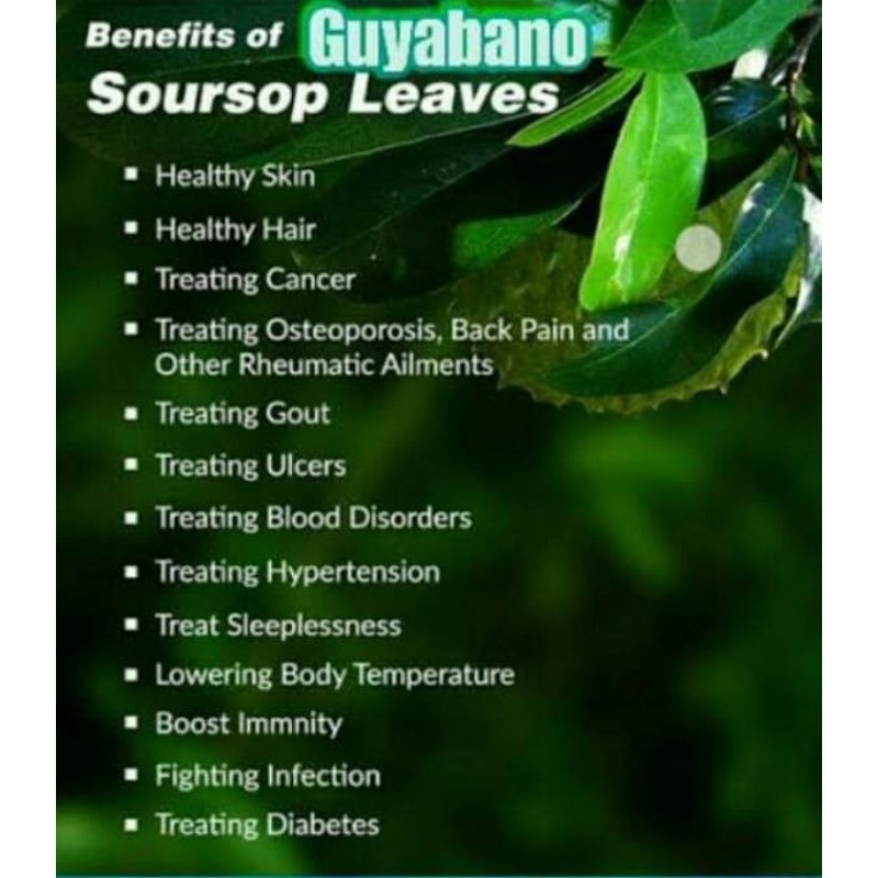 100 Pcs Dried Guyabano Leaves Shopee Philippines