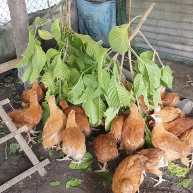 Madre De Agua 5 Cuttings Shopee Philippines