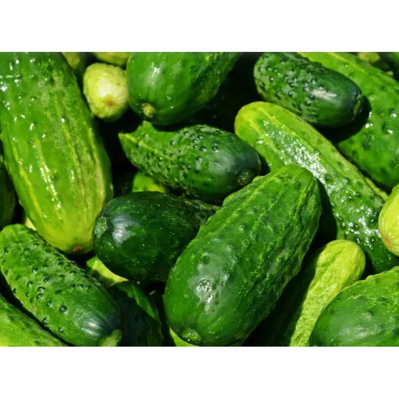 Fruit Cucumber / Pipino Variety Vegetable Seeds ( 30 seeds ) - Basic ...