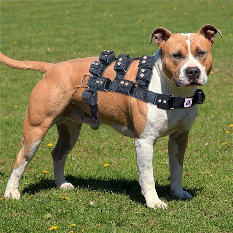 Are Weighted Dog Vest Safe To Use