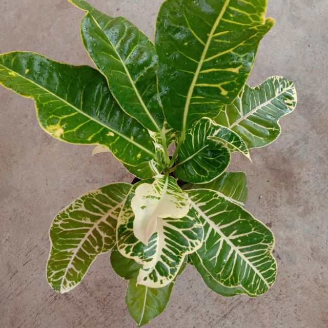 San Francisco Plant BIG LEAVES Shopee Philippines