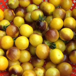 20pcs Gold Berries Cherry Tomato Seeds Organic Heirloom Yellow Fruit #3