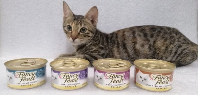 fancy feast gourmet gold