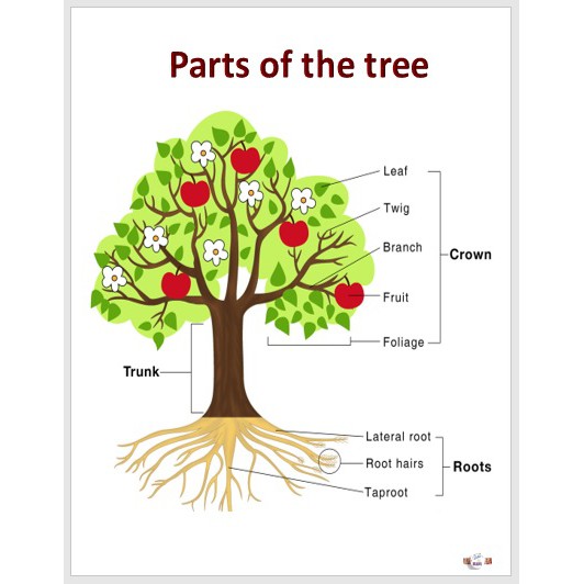 Laminated Chart parts of the tree, Educational chart for kids (size 8.5 ...