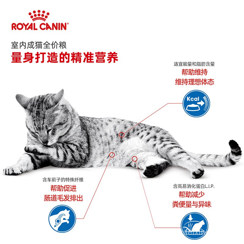 Royal Indoor Cat FoodI27 British Shorthair Blue Cat American Shorthair ...