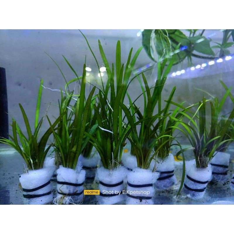 AQUATIC LIVE PLANTS low tech #4