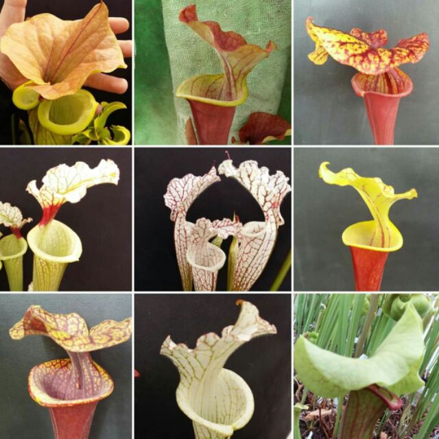 Sarracenia "Trumpet Pitcher Plant" Mixed Seeds (12 pcs.Carnivorous