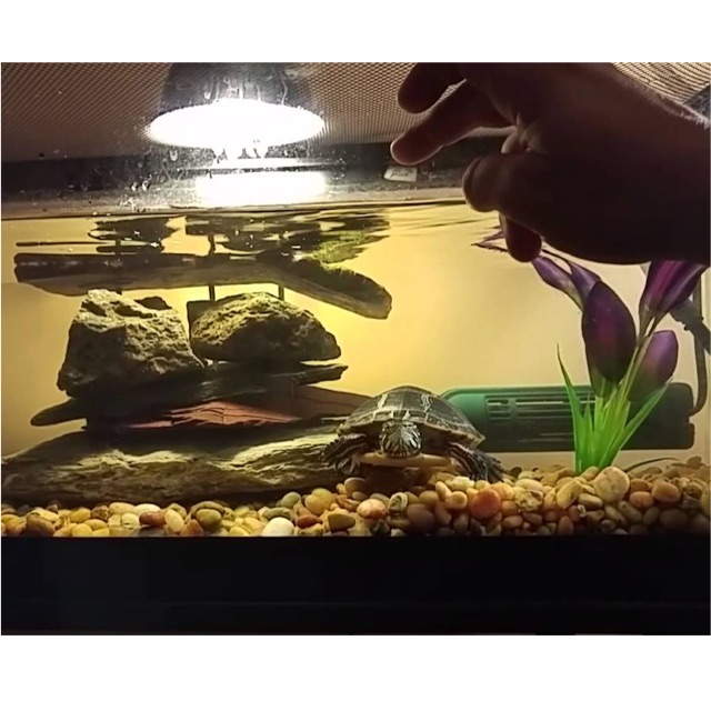 turtle tank decorations