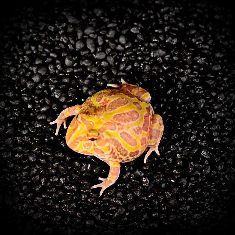 Horned Frog Substrate Frog Bedding Activated Carbon Terrarium Vivarium