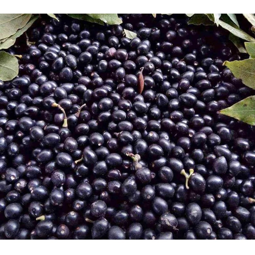 Laurel Plant ( Bay Leaf) Seeds for planting 5pcs Shopee Philippines