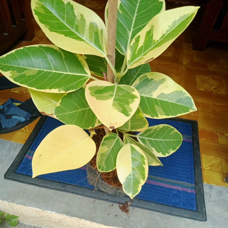 LEMON LIME RUBBER TREE FOR LUZON ONLY(you can choose pot you want) Shopee Philippines