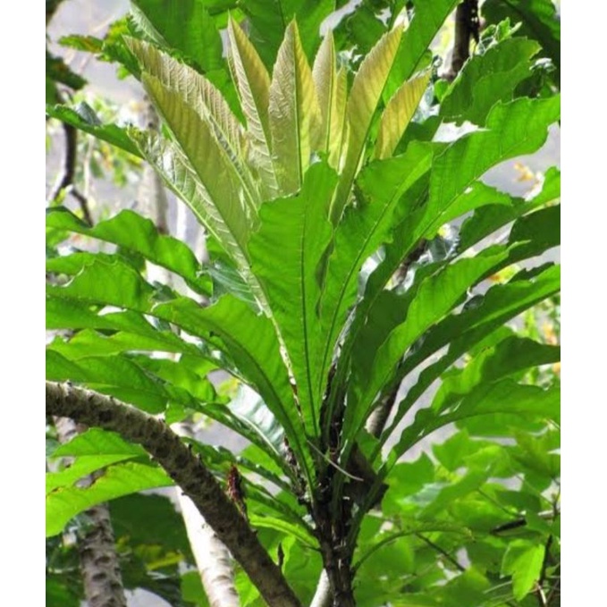 niyog niyogan live plant Shopee Philippines