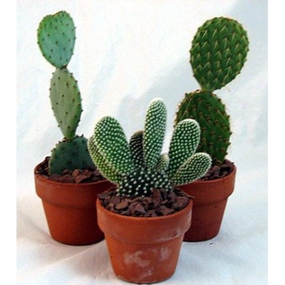 prickly pear cactus mix succulent lithops seeds | Shopee ...