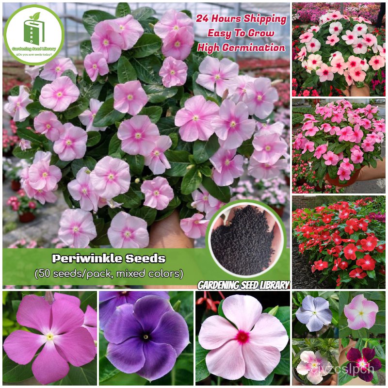 flower seeds Mixed Periwinkle Seeds Gardening Flower Seeds Periwinkle Hanging Plants Seeds