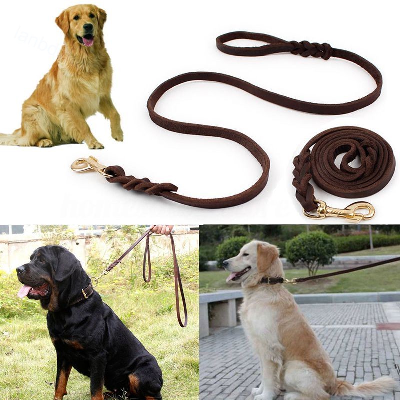 dog leash training