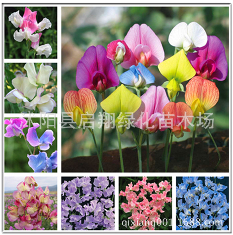100pcs sweet pea seed, spring and autumn sowing indoor fragrant herb flower seeds