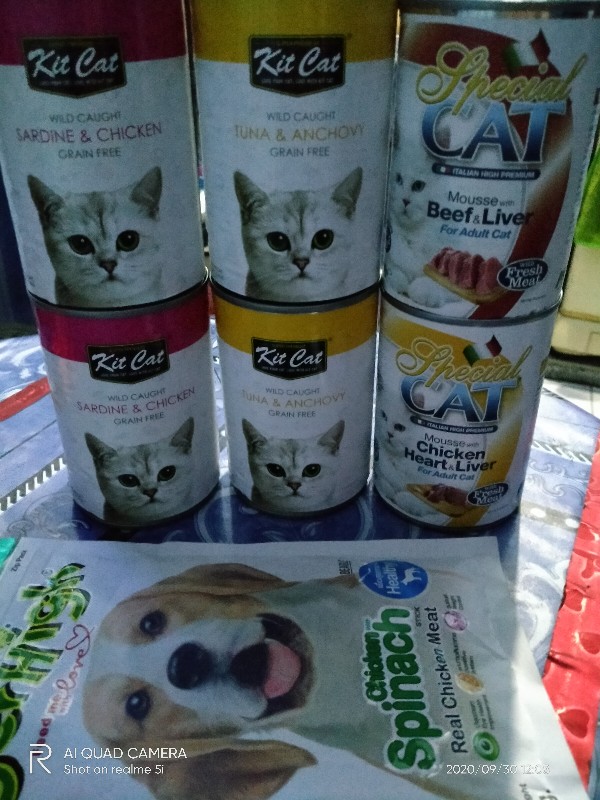 free kittens quad cities