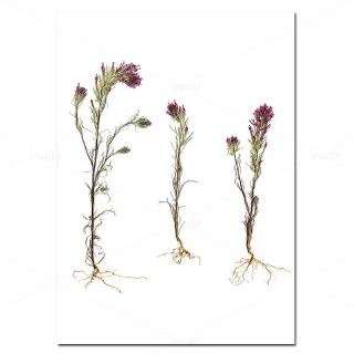 Herb Prints Nordic Poster Botanical Canvas Painting Minimalist Wall Art Pictures For Living Room Home Decoration Modern Decor Unframed Shopee Philippines