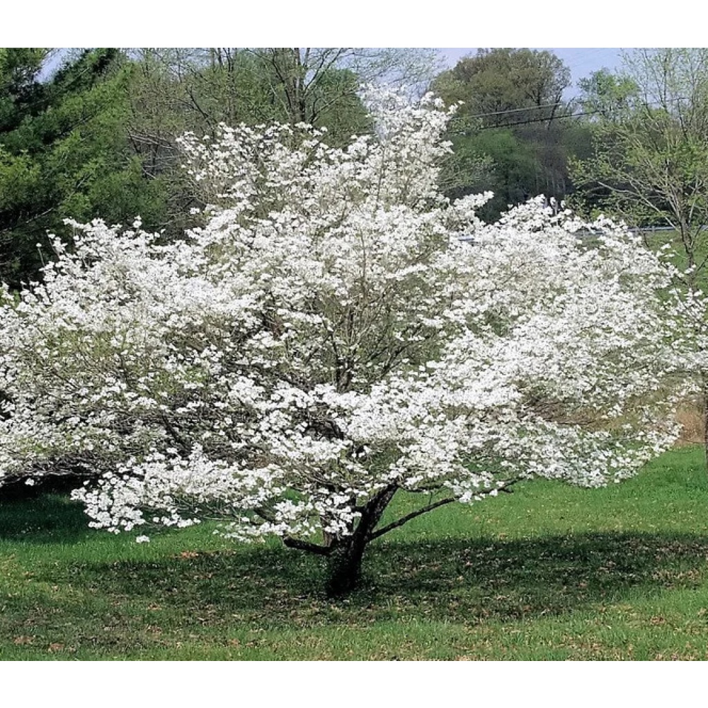 Dogwood Tree K22 - 1 Gram of High germination Flowering Plant tree seeds P2G