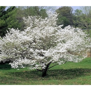 Dogwood Tree K22 - 1 Gram of High germination Flowering Plant tree seeds P2G #2