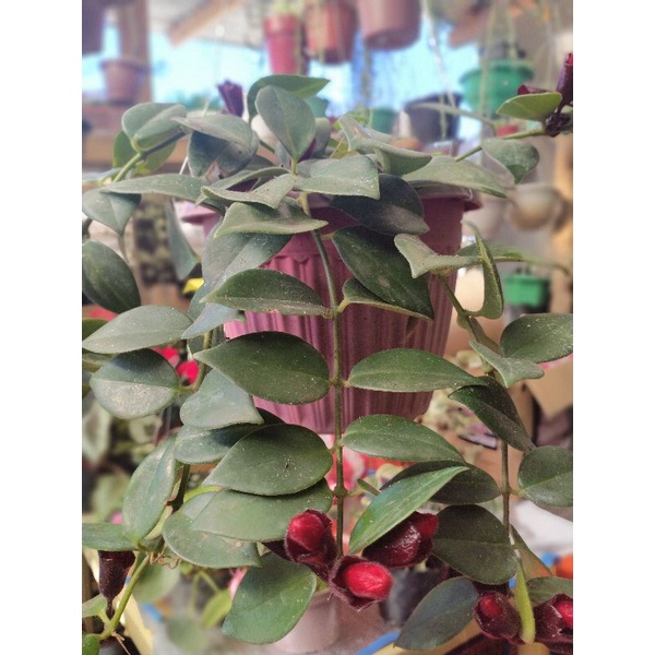 hoya lipstick plant(red maroon flower) Shopee Philippines