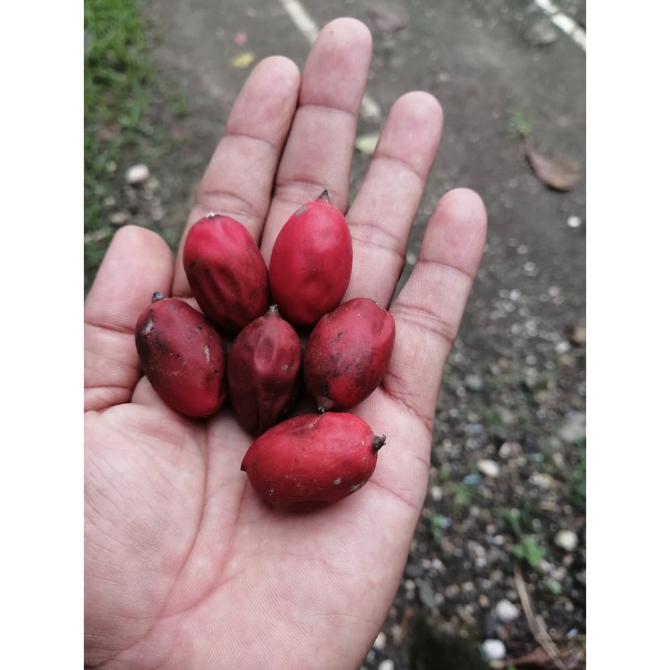 Royal Palm Tree Seeds ( 5 seeds ) Shopee Philippines