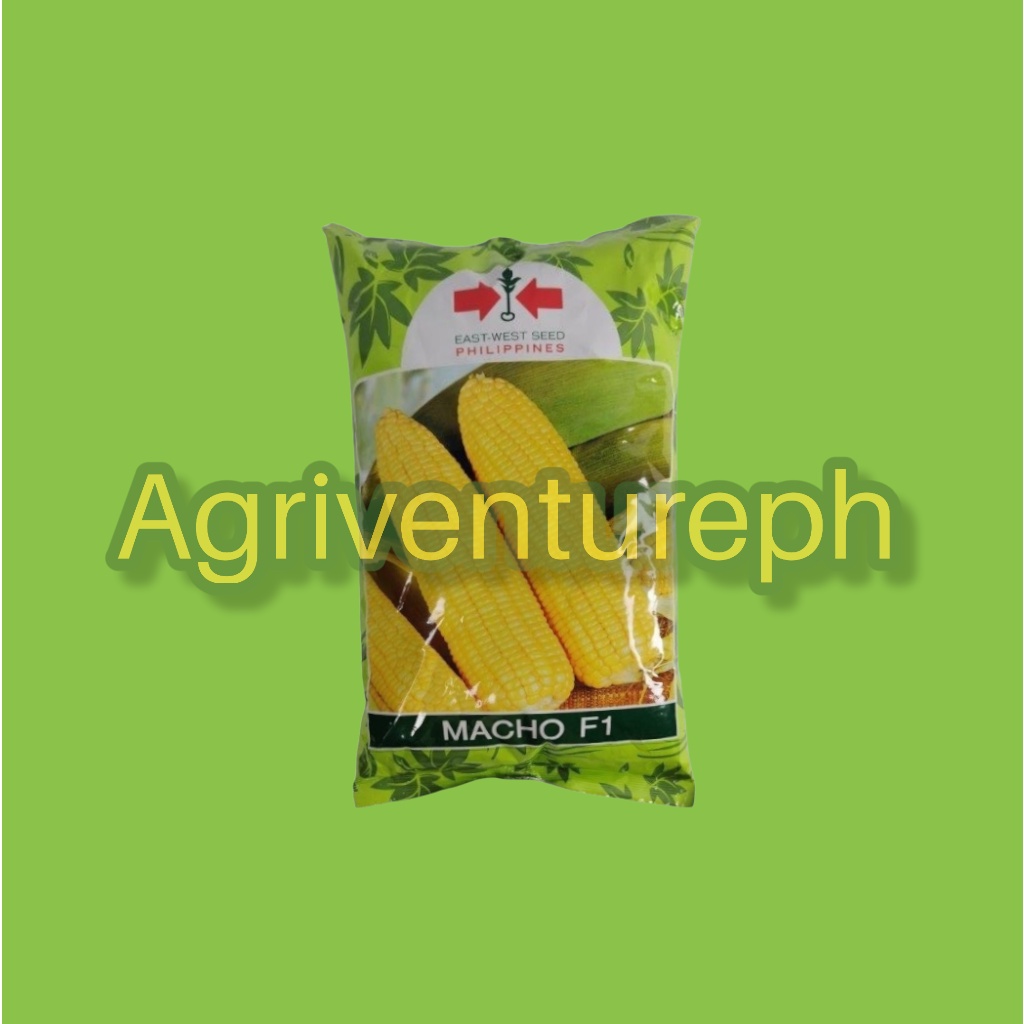 MACHO F1 HYBRID SWEET CORN SEEDS 1 KILO (EAST WEST SEEDS) Shopee