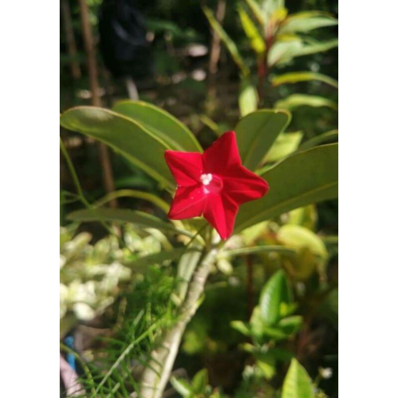 Cypress Vine Seeds Red Shopee Philippines