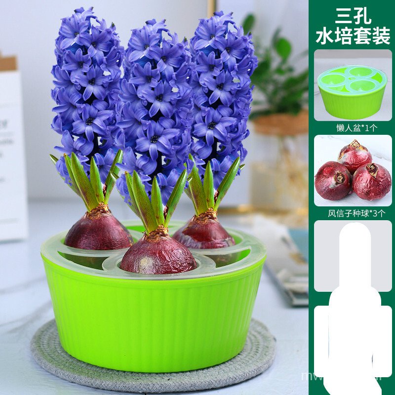 Haarlem Hydroponic Set Four Seasons WaterGrowing Indoor Desktop SoilGrowing Pot Plant Flower