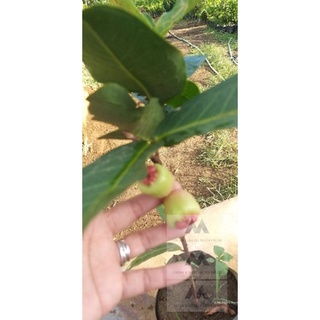 Macopa/Makopa Grafted /Java Apple Live Plant red and Green Var Thailand #1