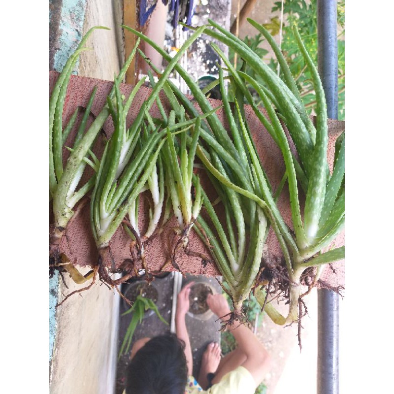 Aloe Vera Plant for Sale (Uprooted) Shopee Philippines