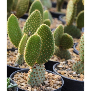 prickly pear cactus mix succulent lithops seeds | Shopee ...