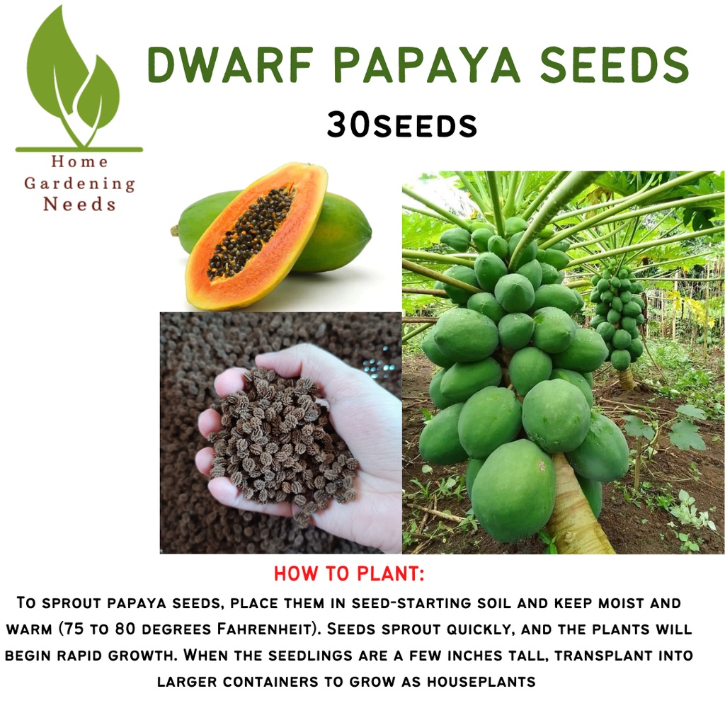 DWARF PAPAYA SEEDS/HIGH GERMINATION 30seeds Shopee Philippines
