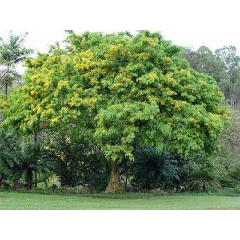 List 94+ Pictures Philippine Trees Names And Pictures Pdf Superb