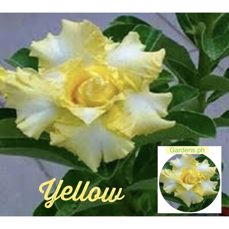 Gardens Dessert Rose Yellow Adenium Flower Seeds High Germination