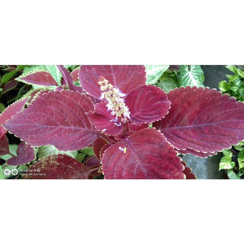 MAYANA Herbal Live plant Rooted in seedling bag Medicinal plant