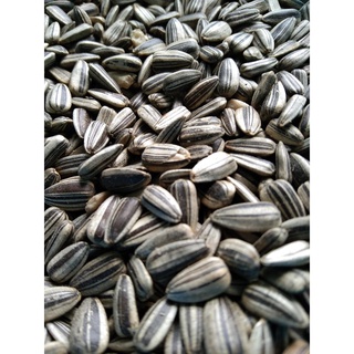 Striped Sun Flower Seeds For Budgies, African Love Birds, Canary, Cockatiels, 300 Grams #3