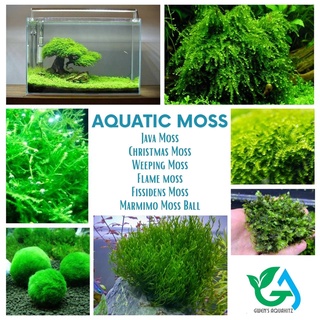 Aquatic Moss - Java Moss, Christmas Moss, Weeping Moss, Flame Moss, Fissidens Moss, Marimo Moss Ball