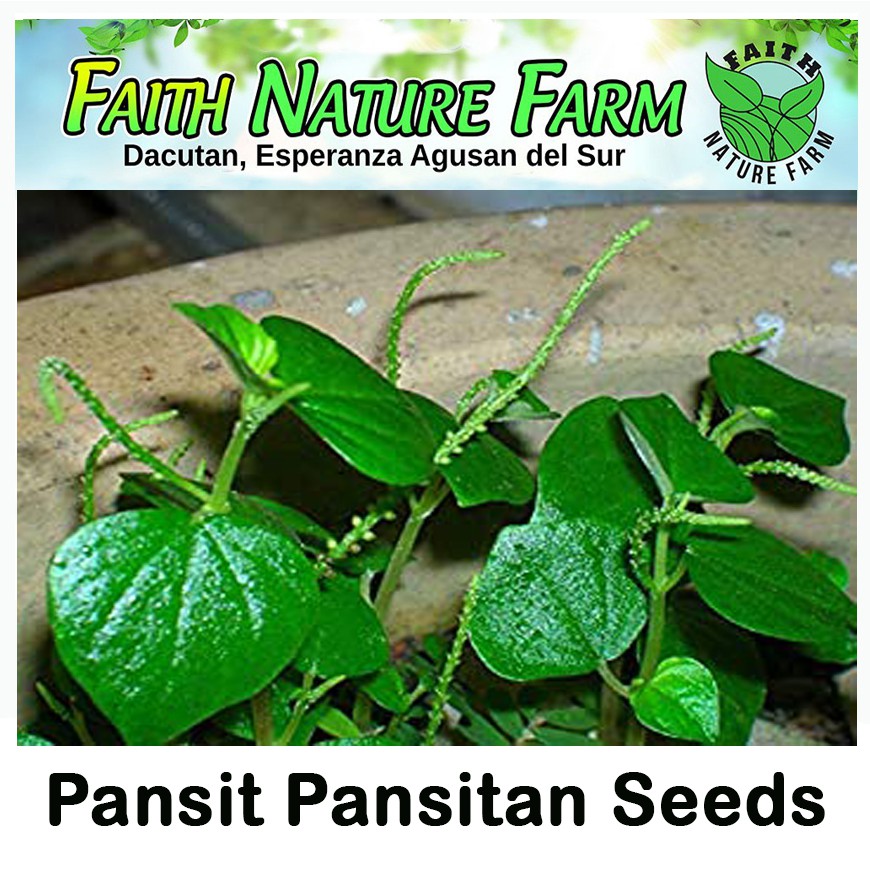 pansit pansitan herbal use