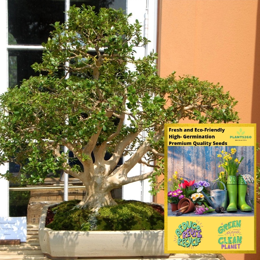 Buxus Sinica Tree Seeds TR108 1 gram of High germination Flower Plant