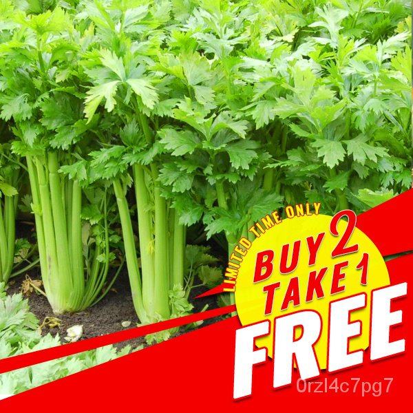 easy planting Celery Seeds Tall Utah Celery Seeds Shopee Philippines