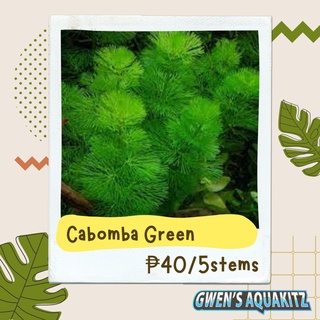 Red Cabomba / Green Cabomba - Aquatic Plants (5 Stems)