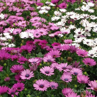 New Store Offers Philippines Ready Stock 100 PCS South African Marigold Seeds Fruit Seeds Flower See #5