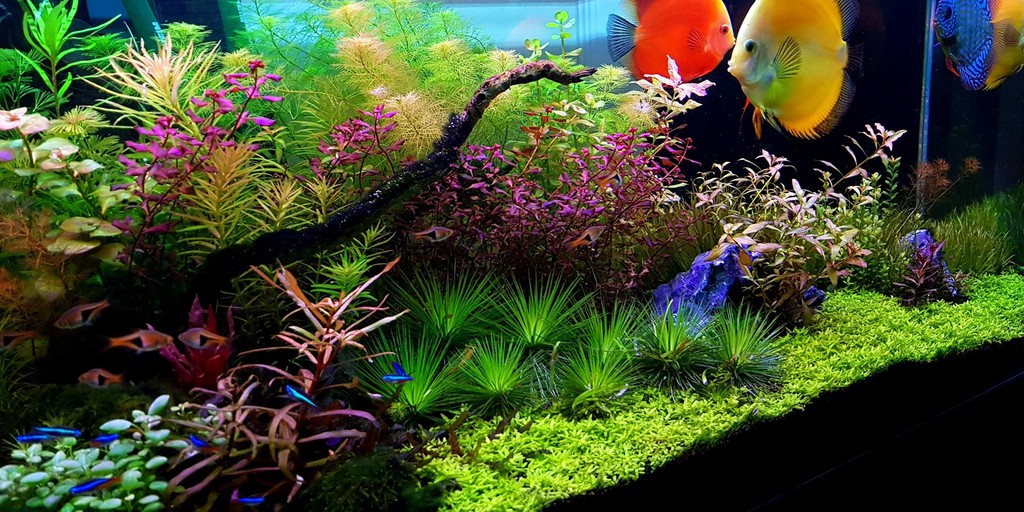 Aquatic Plants Supplies, Online Shop | Shopee Philippines