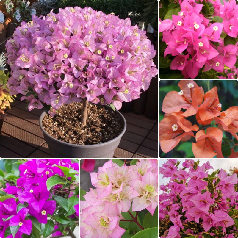 Philippines Ready Stock Beautiful MultiColor Bougainvillea Seeds