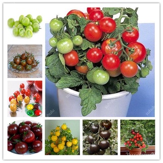Hot Sale! 500 Pcs Rare Mini Cherry Tomato Plant seeds, Balcony Sweet Fruits Vegetables Potted Bonsai #1